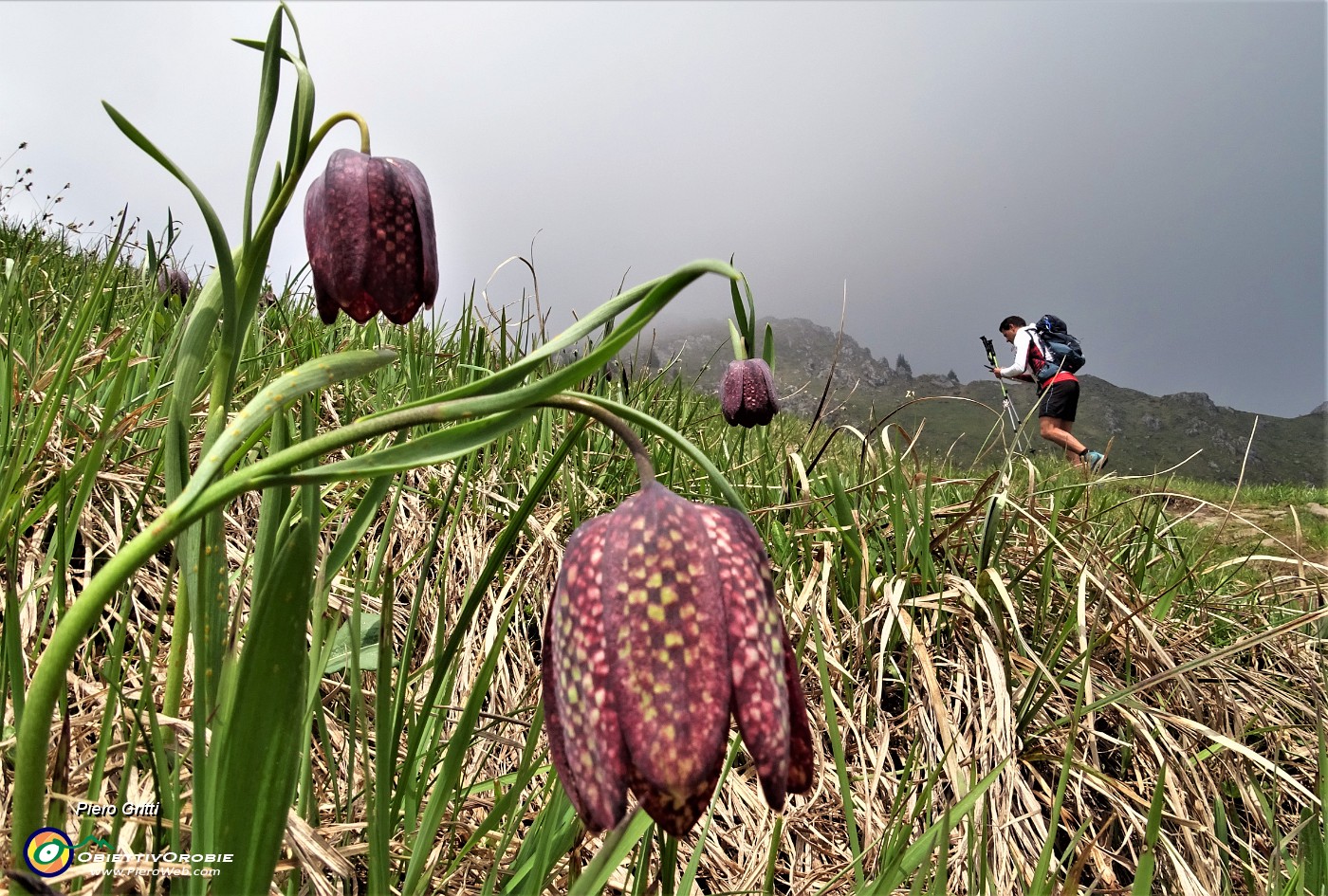 76 E reincontriamo le fritillarie  (Fritillaria meleagris) poco dopo la Baita Venturosa .JPG